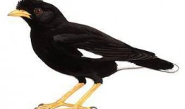 八哥爆料妹子模样视频,揭秘妹子神秘模样视频